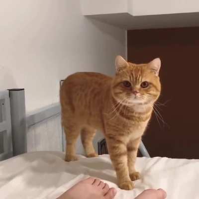This cat’s jump