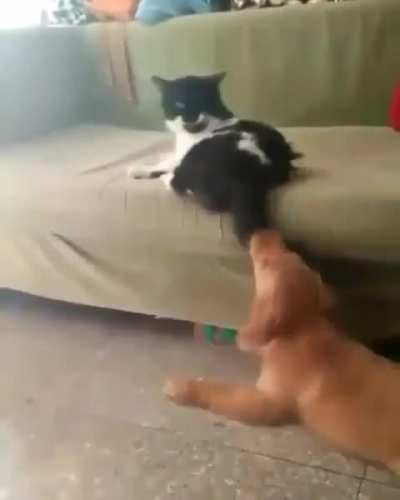 Don't touch my tail
