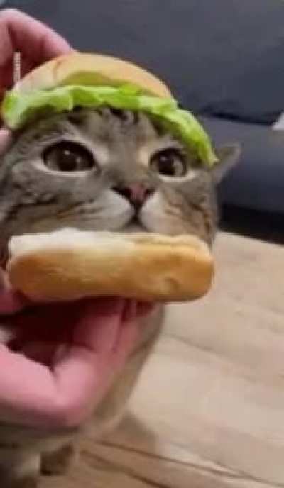iNnOcEnT cAt pReParED tO bE SeRvEd aT lOcAl fASt fOoD jOiNt aS SunDaY LunCh sPEciAl