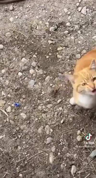 Cat didn&rsquo;t like that