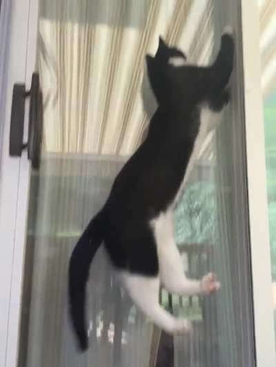 to be a spider