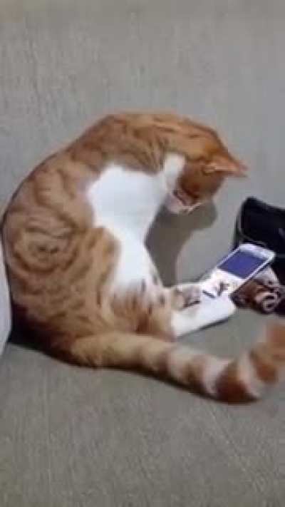 &Ouml;len sahibini telefondan g&ouml;ren kedi i&ccedil;in par&ccedil;alandı