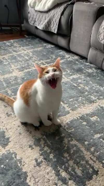 The good &lsquo;ol yawn-squeak