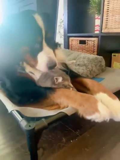 When the cat is missing&hellip;