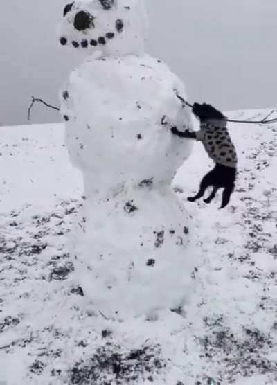 This dog has snow idea what he&rsquo;s doing