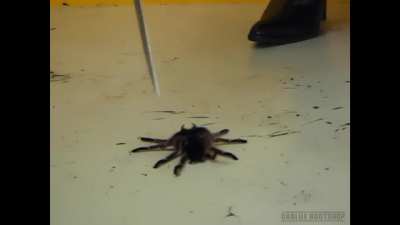 Crush spider