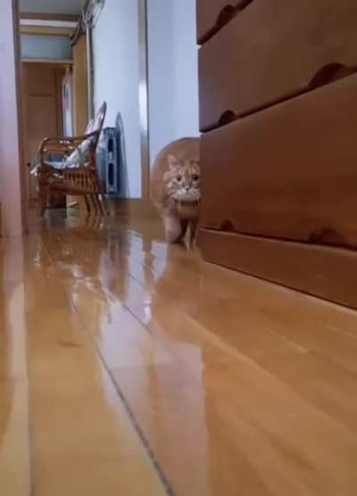 Sneaky Chonker