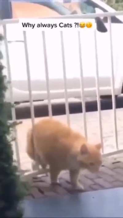 He is too T H I C C