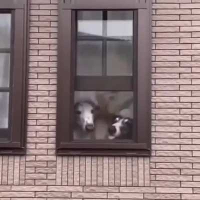 So many boops!