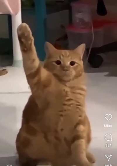 Friend sent me this 😅 are ginger cats German? 
