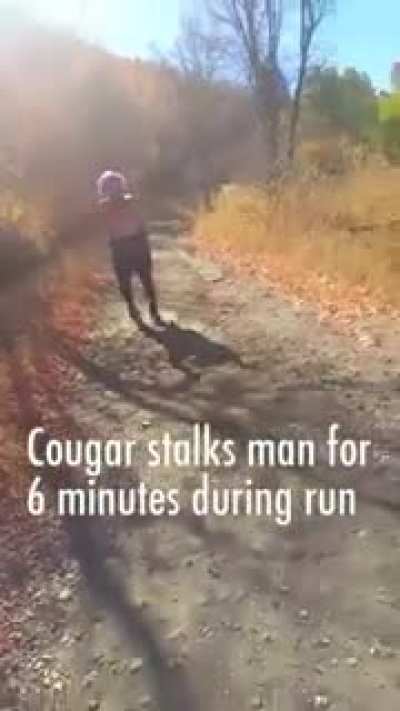 Cougar stalks man for 6 Miles 💅💅