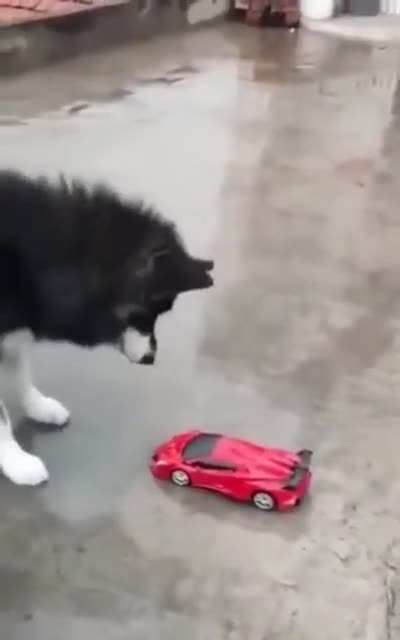doggo vs transformer