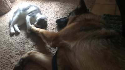 Cat and doggo taps