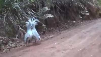 The Kagu, an almost extinct bird, meets its own kind.. Sound on 🔊