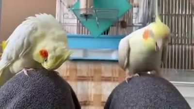 I SAID KEEP SCRITCHING