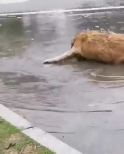 What kind of fish is this?