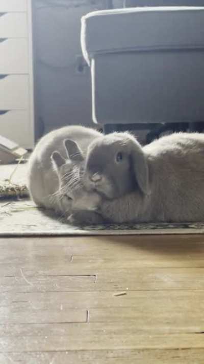 Thumper (Netherland dwarf) gets denied for head grooms 🥺 anyone else have bonded pairs that only one gets groomed? I know Sheila (Holland lop) is the dominant one in the relationship but I feel bad that she almost always ignores Thumper&rsquo;s requests and goe