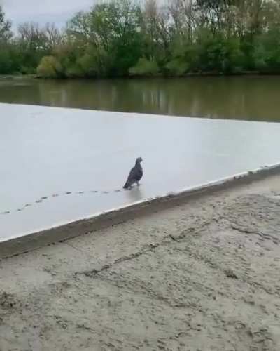 In this case it's helping the worker not the bird on screen