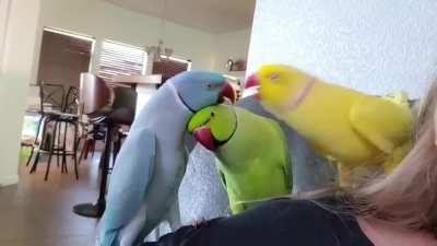 Triple kiss