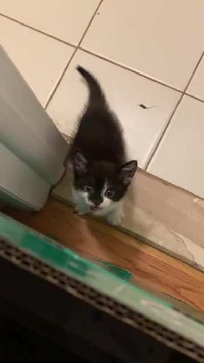 Rescued this little guy/girl today, turns out he/she had a bad case of fleas so we&rsquo;re &ldquo;quarantining&rdquo; for now...