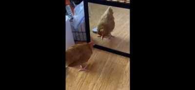 gallina tonta