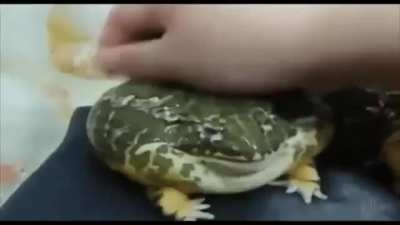le froge