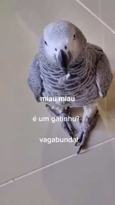 Vagabunda Dalva