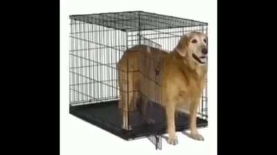 Dog 🙂