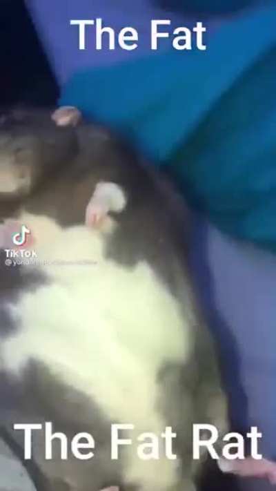 rato luam