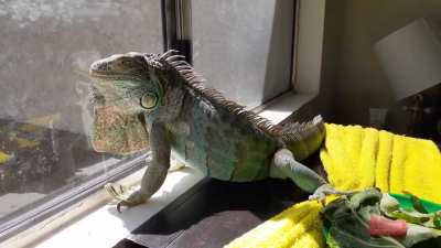 🦖