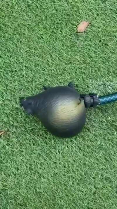 ¡¡¡¡¡NOOOOOO PICOOOOO!!!!!