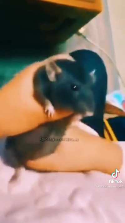 Jajaja XD
