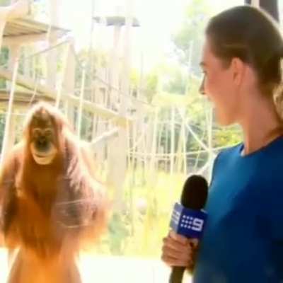 Orangutan at Melbourne zoo
