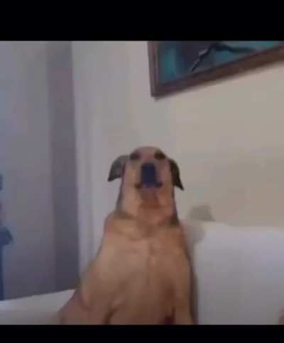 Silly ahh dog