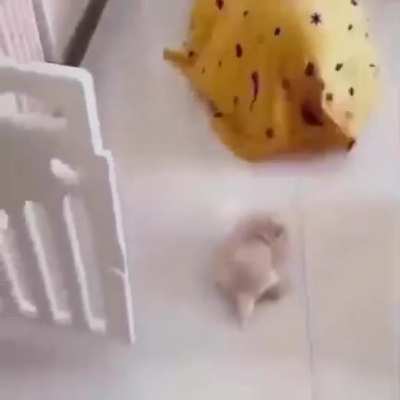 Blanknetkeos, The PET CONSUMER