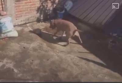 Perro latino fitnes 💪💪