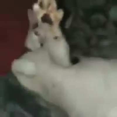hail grasa papu