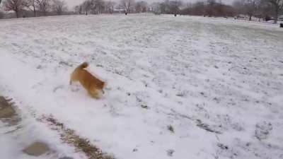 Doge life