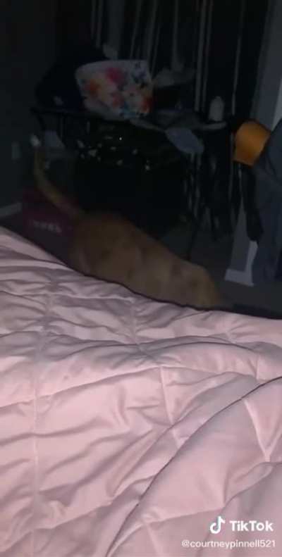 Teleporting dog