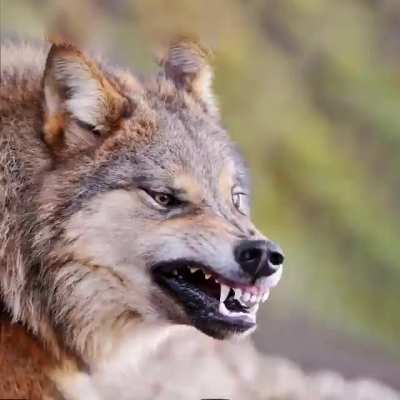 F&euml;nřƏƏr, the continuously changing wolf.