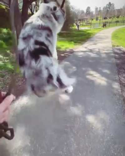 Spronk