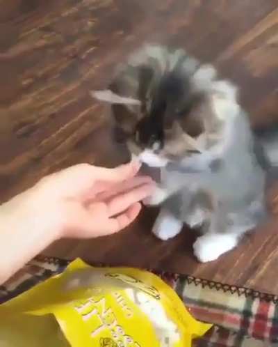 Cat.