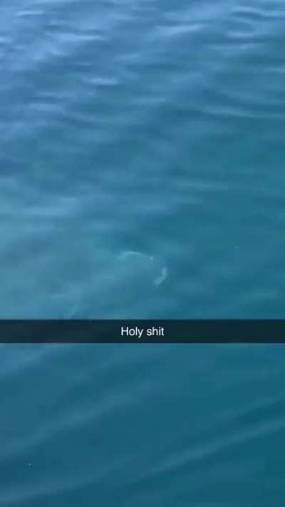 🔥A massive shark creating a wake