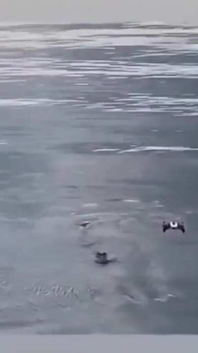WCGW filming wildlife using a drone