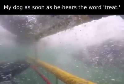 Fur missile inbound.