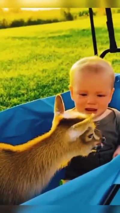 Baby goat and baby