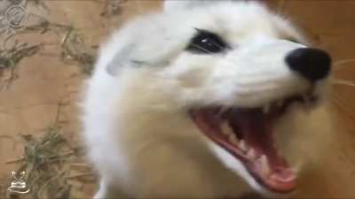 very cute fox