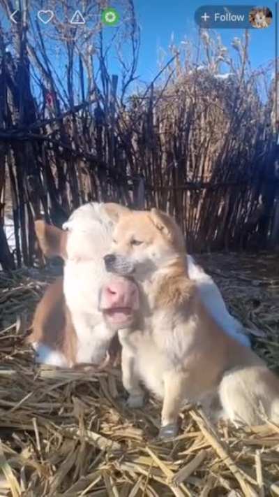 Cuddles