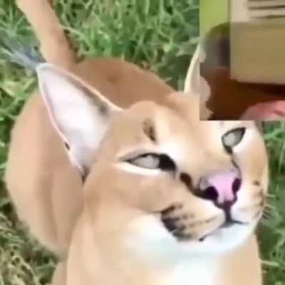 MutaHaha