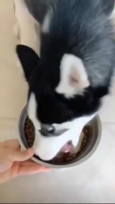 How to train your dog to eat properly